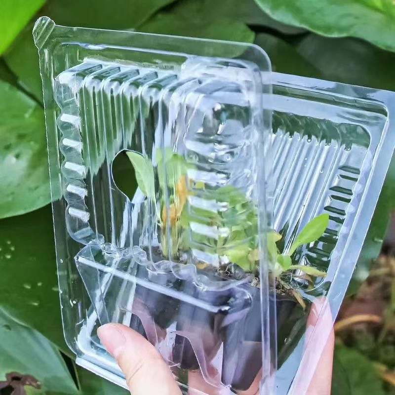 Pflanzenverpackungsplatte Kunststoff-Lebende Pflanzenversand Blisterbox Clamshell Verpackung für Pflanzen