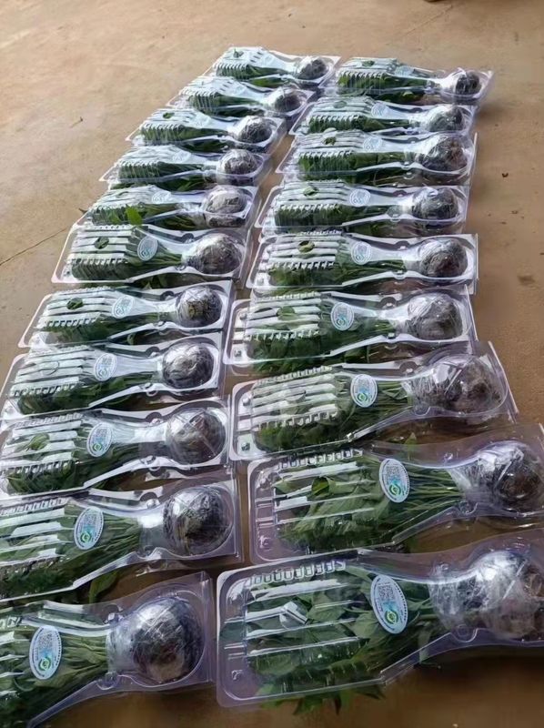 Custom Disposable Clamshell Plant Packaging Box Recyclable PET Plastic For Flower Craft Transportation Protection Plastic Box