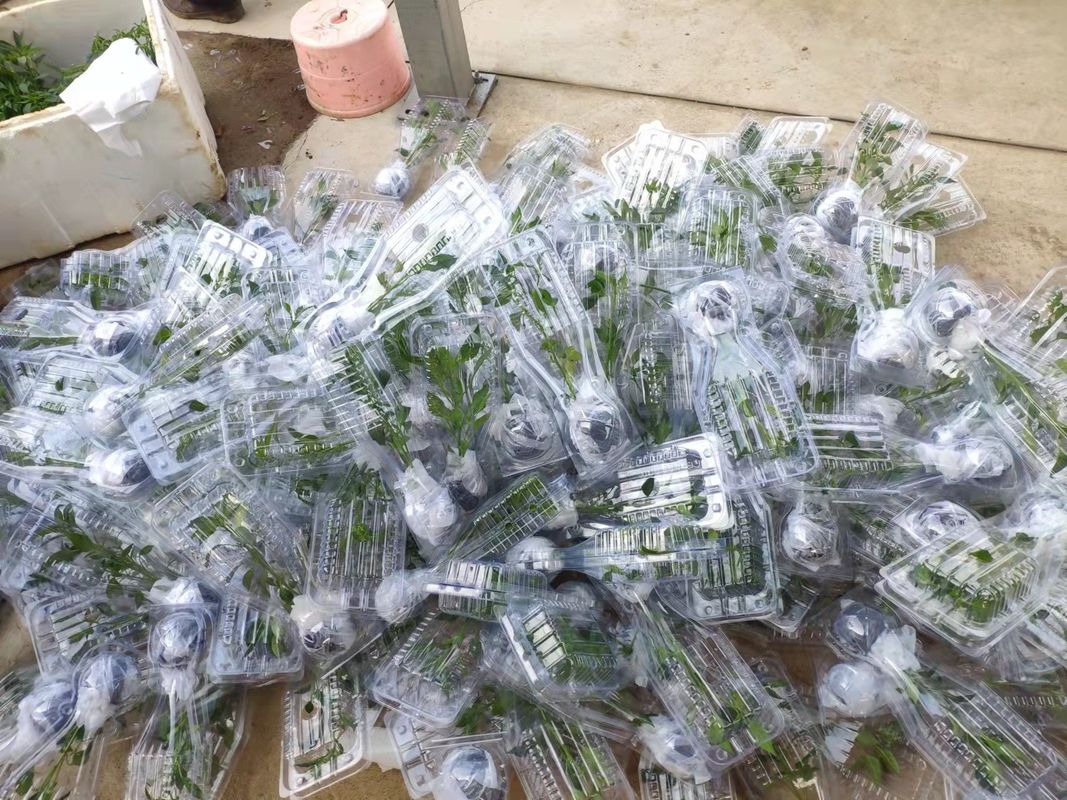 Custom Disposable Clamshell Plant Packaging Box Recyclable PET Plastic For Flower Craft Transportation Protection Plastic Box