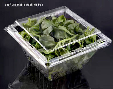 Customized Square Anti Fog PET Transparent Vegetable Lock Fresh Box Disposable Blister Herb Clamshell Packaging Lettuce Plastic Packaging