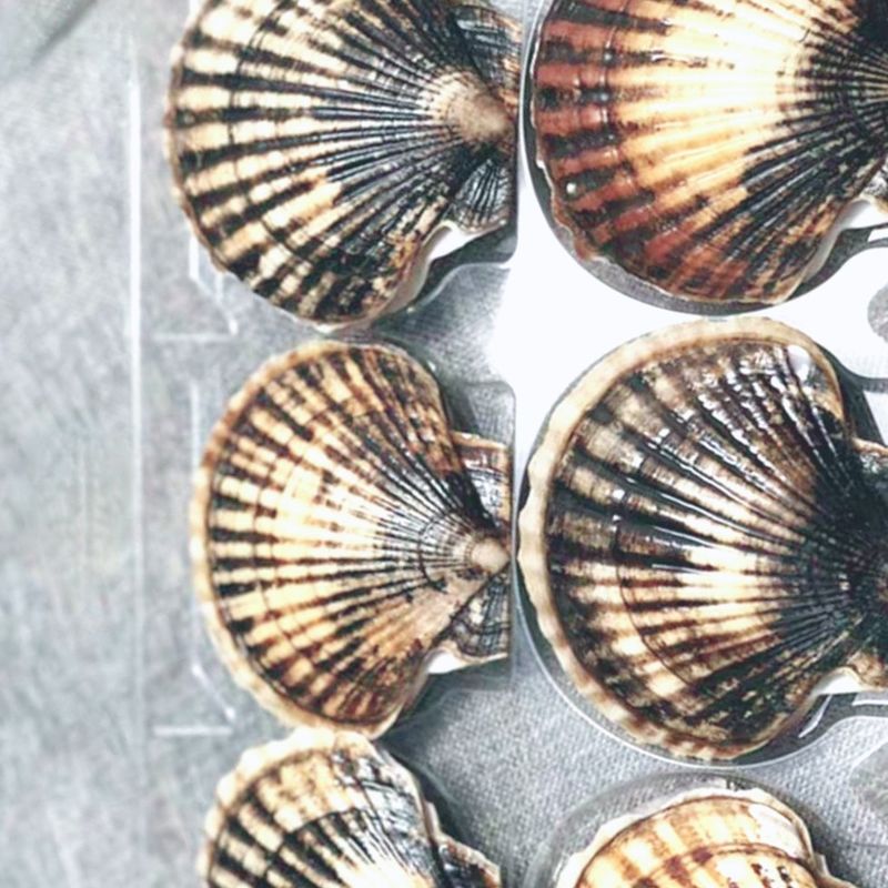 Custom Scallop Plastic Transparent 6 8 Cavity PET Tray 500g Plastic Seafood Packaging Insert Tray