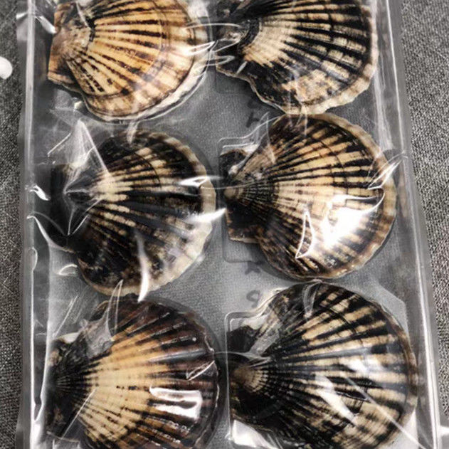 Custom Scallop Plastic Transparent 6 8 Cavity PET Tray 500g Plastic Seafood Packaging Insert Tray