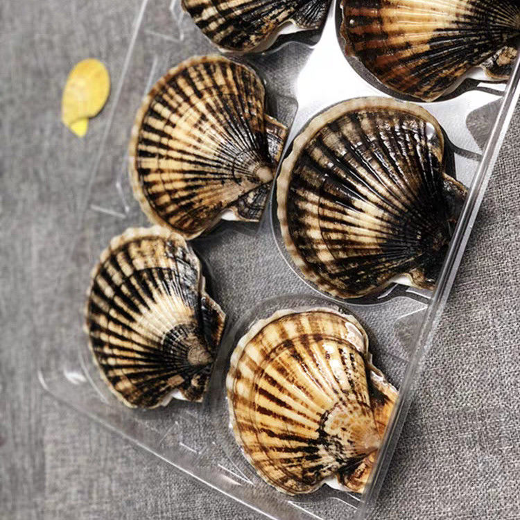 Custom Scallop Plastic Transparent 6 8 Cavity PET Tray 500g Plastic Seafood Packaging Insert Tray