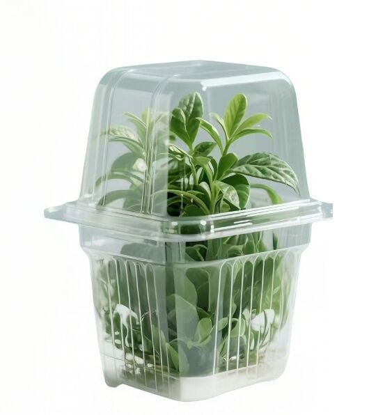 Customized disposable Square PET plastic blister green plant shipping packaging