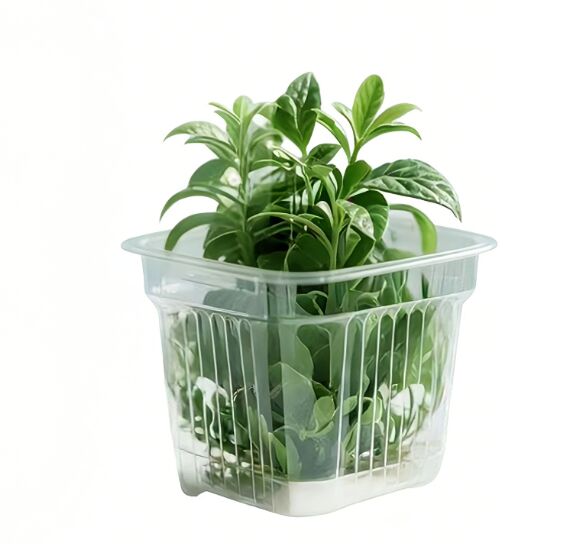 Customized disposable Square PET plastic blister green plant shipping packaging